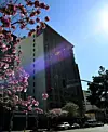 Högt byggnadstorn i solsken med rosa blommande grenar i förgrunden och bilar på gatan nedanför.