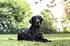 Labrador retriver