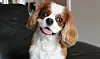 Cavalier King Charles