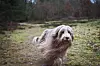 Bearded collie