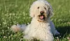 Labradoodle