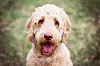 Goldendoodle