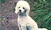 Puddel