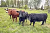 Fyra kor står på en gräsäng med träd och landsbygd i bakgrunden.