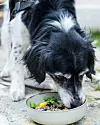 Svartvit hund äter ur en skål med mat utomhus.