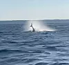 En tonfisk hoppar upp ur havet och skapar ett stort vattenstänk i öppet vatten.