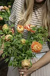 Person håller en kruka med rosor i orange och rosa färger.