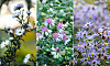 Tre fält med vita, rosa och lila vilda blommor i närbild.