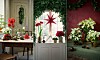 julblommor amaryllis julstjärna hyacint