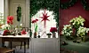 julblommor amaryllis julstjärna hyacint