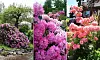 rhododendron