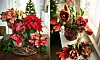Julstjärna i krukos och amaryllis.
