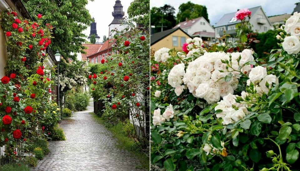 Den Rousgard Guide till Skandinaviens rosenträdgårdar: 10 blomstrande utflyktsmål