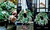 krans julkrans för dörren eller det dukade bordet