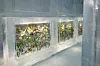 Växter och blommor infrysta i isblock