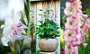 Gladiolus.