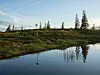 Spegelblankt vatten som reflekterar en himmel över buskig kustmark med tallar i bakgrunden.