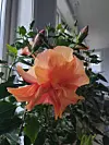 En orange hibiskus med flera knoppar står i ett fönster mot en ljus vägg.