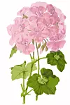 Illustration av en växt med rosa blomklasar och gröna blad mot vit bakgrund.