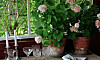 Krukväxter med rosa blommor står på ett träbord bredvid ljusstakar och glas framför ett fönster.