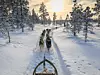 Ett hundspann med flera hundar färdas genom snöig skog under en ljus vinterhimmel.