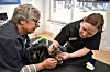Två veterinärmedarbetare undersöker en katt på en brits i en ljus mottagning.