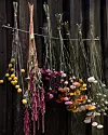 Hängande torkade blommor och växtknippen framför en mörk trävägg.
