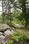 Hängmatta mellan träd i en lummig skog med stora stenar och ormbunkar i förgrunden.