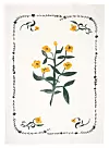 Botanisk illustration med gula blommor, gröna blad och dekorativ bladram på ljus bakgrund.