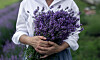 Person håller en bukett lavendel i en trädgård med lila blommor i bakgrunden.