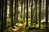 Smal skogsstig genom tät barrskog med solstrålar och grön mossmark.