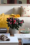Bukett med röda och rosa blommor på soffbord framför ljus soffa.