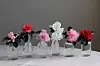 Flera färgade blommor i små glasvaser står i rad på ett ljust bord.