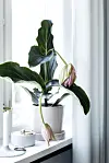 Grön krukväxt med rosa knoppar på en fönsterbräda intill vita gardiner.