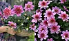 Dahlia