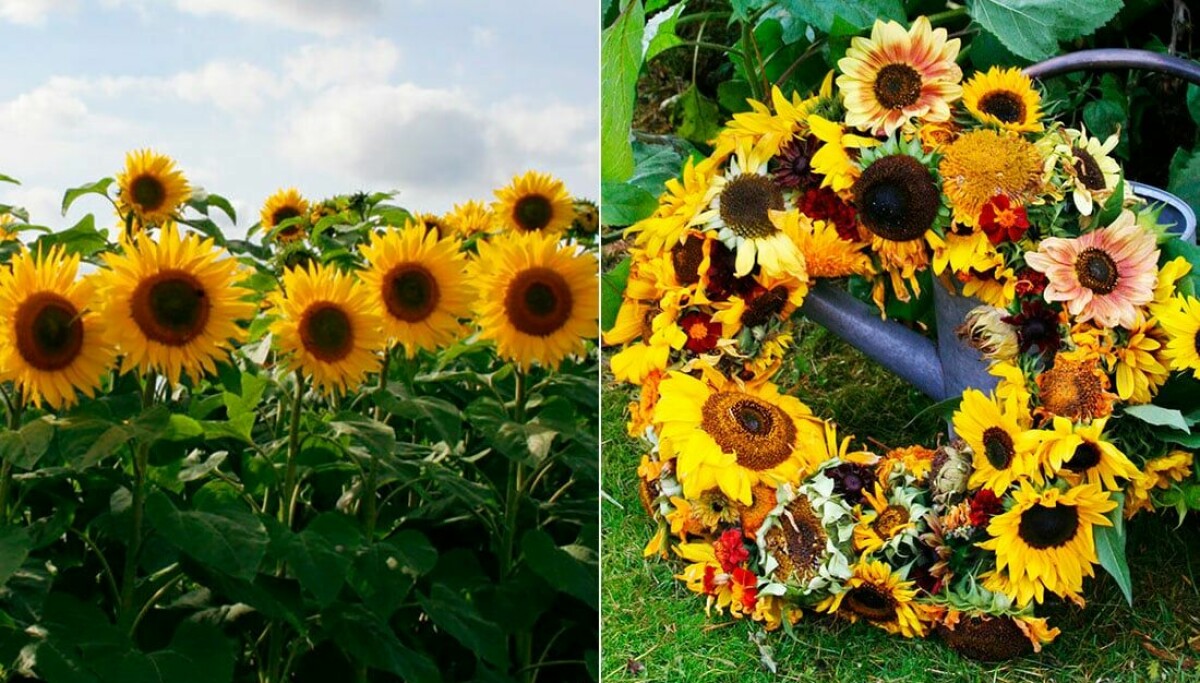 Odla solrosor: 5 tips som hjälper dig att lyckas