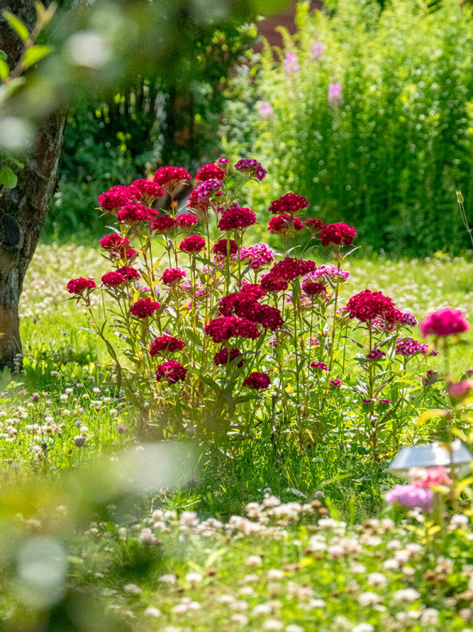 Rosa blommor för trädgården – fina sorter att satsa på