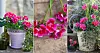 Vackra och färgstarka Tango Deep Rose With Eye har korats till Årets pelargon 2020. Foto: Annikas Naturliga Ting/Blomsterfrämjandet