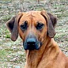 Rhodesian ridgeback