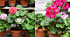 Pelargoner har en lång blomningstid och är otroligt lättodlade. Foto: Linda Sellman, Jenny Olsson