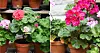 Pelargoner har en lång blomningstid och är otroligt lättodlade. Foto: Linda Sellman, Jenny Olsson