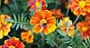 Tagetes patula, Favourite-serien.