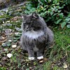 Danmarks sötaste katt heter: Revis!