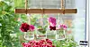 Foto: Pelargonium for Europe, Ingela Wärle