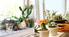 Bilden till vänster: Längst fram står en ullbärskaktus i blommig kruka. Bladkaktusen står i en kattkruka. Längst in står en opuntia. Foto: Monika Norrby, Getty Images (bilden till höger)