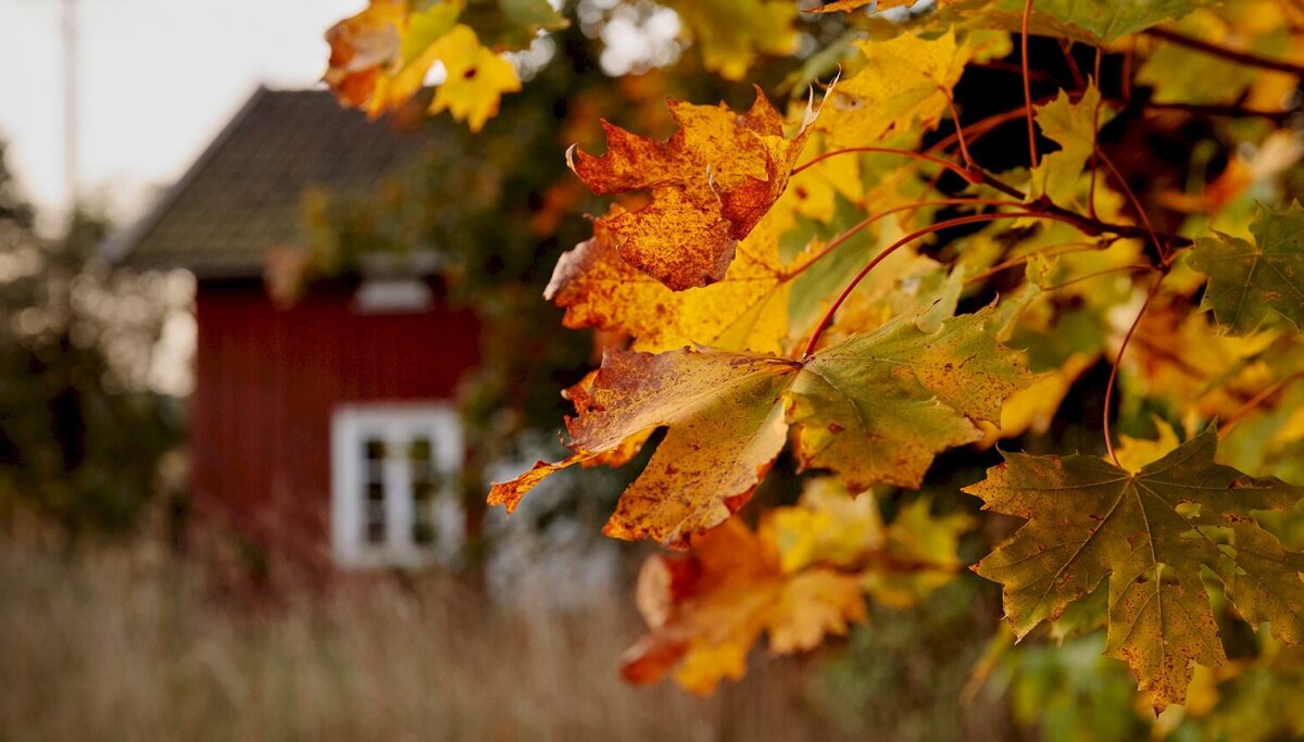 Vinter Stuga Så stänger du fritidshuset inför vintern – 7 viktiga råd från experten