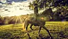 Foto: Istock