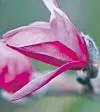 Magnoliorna tillhör ett av världens äldsta växtslag och har sitt ursprung i asien.Foto: Magnus Fond