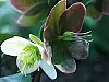 Den brittiske växtförädlaren Eric Smith har gett namn åt den läckra 'Helleborus x ericsmithii' som skiftar i vitt och rosa.Foto: Annika Christensen