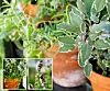 Odla själv! Njut av din egen kryddhylla med färska kryddor och örter. Här syns bland annat dragon, kryddsalvia, krusmynta och blommande citrontimjan. Foto: Camilla Arvidsson